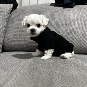 KC Maltese puppies 💎 | PostAds PH