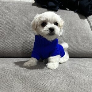 🦋 Korean Maltese Stud | PostAds PH