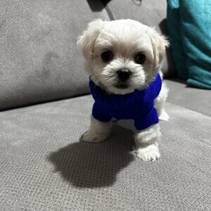 Stunning KC Maltese | PostAds PH