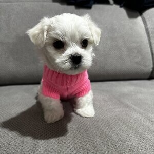 Gorgeous KC Maltese | PostAds PH