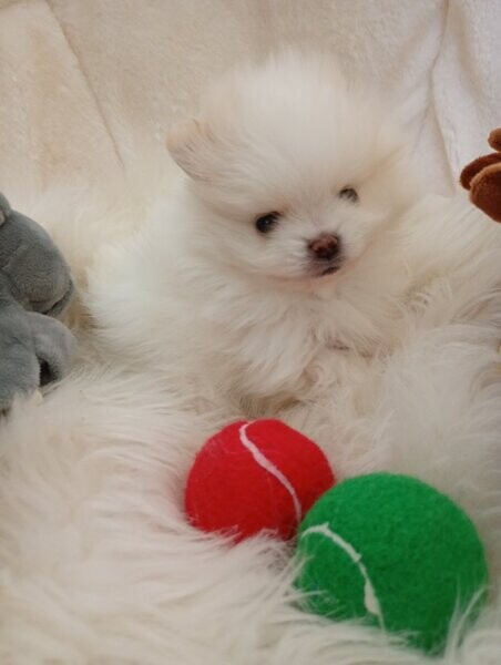 Pomeranian puppies
