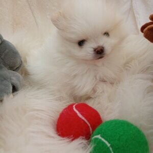 Pomeranian puppies | PostAds PH