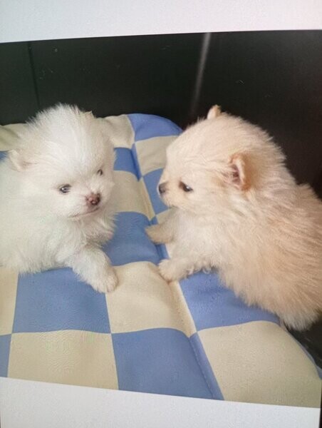 Pomeranian puppies KC reg