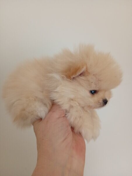 Cream Sable Pomeranian