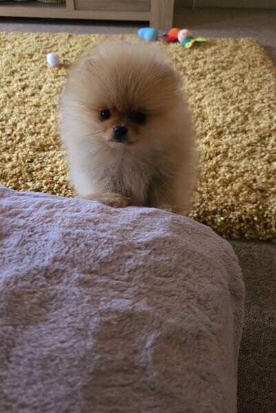 Cream Pomeranian