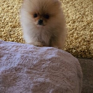 Cream Pomeranian | PostAds PH