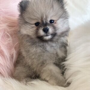 Pomeranian puppies reg | PostAds PH