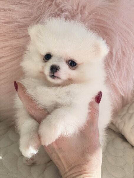 Pomeranian puppies KC 