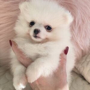 Pomeranian puppies KC | PostAds PH