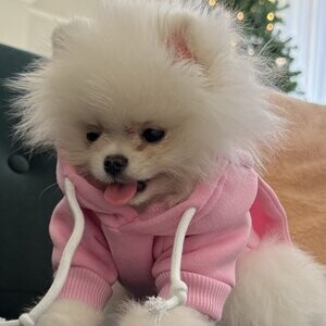 Pomeranian Puppy Rare | PostAds PH