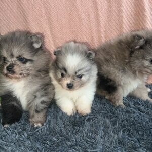 Tea cup Pomerania | PostAds PH