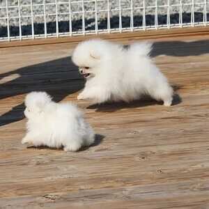 small Pomeranian | PostAds PH