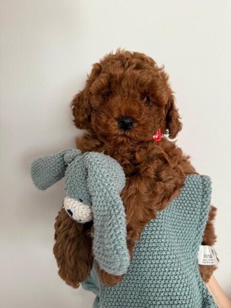 Beautiful Toy Poodle