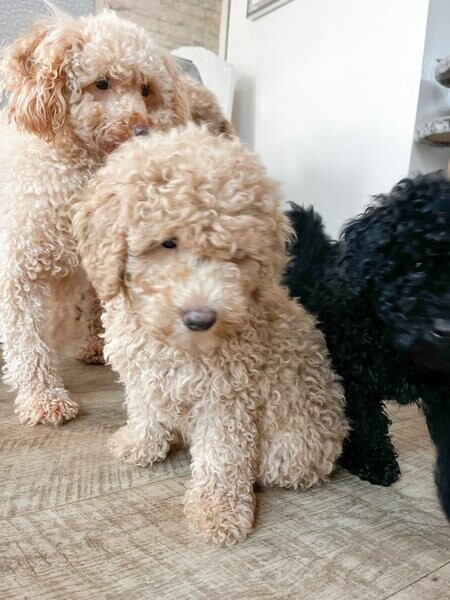 Cream Toy Poodle