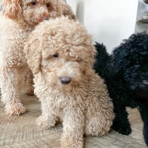 Cream Toy Poodle | PostAds PH