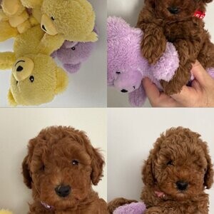 Red Toy Poodle | PostAds PH
