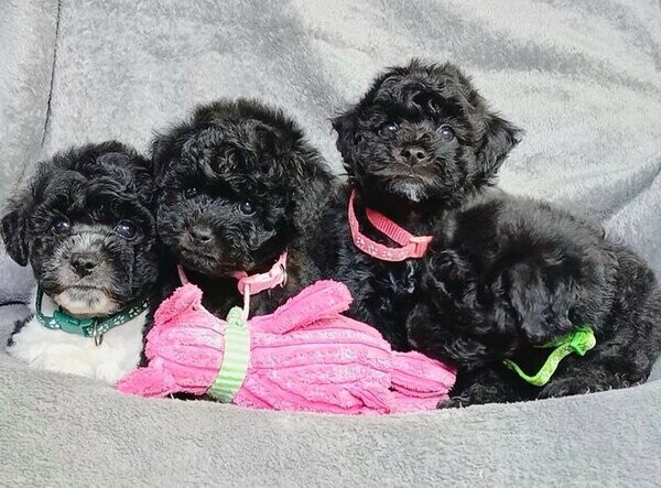Black Toy Poodle