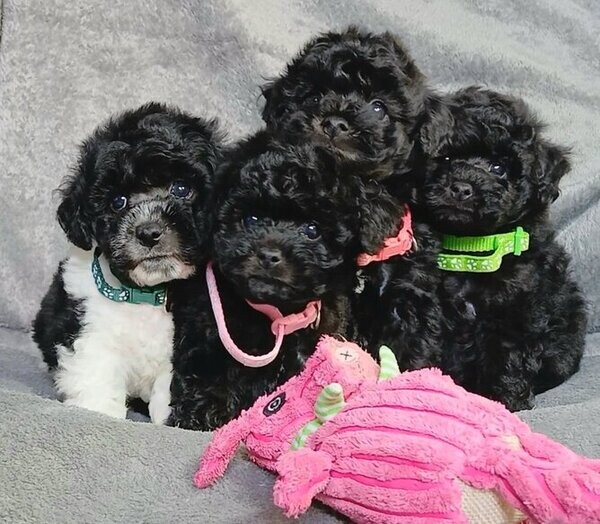 Black Toy Poodle Reg