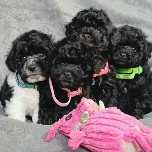 Black Toy Poodle Reg | PostAds PH