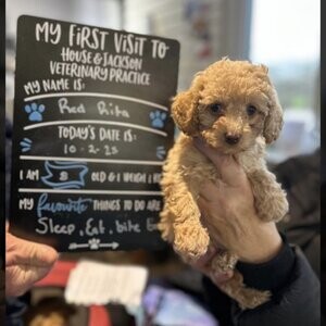 KC Red Toy Poodle | PostAds PH