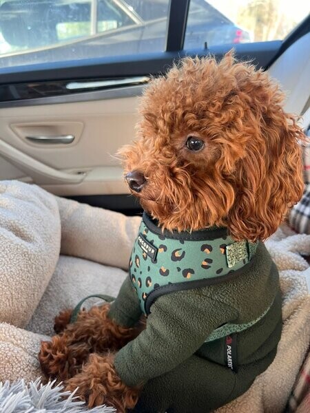 TOY POODLES BY TREES POODLES