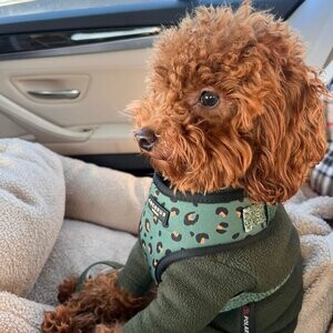 TOY POODLES BY TREES POODLES | PostAds PH
