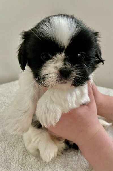 Beautiful Shihtzu Puppies