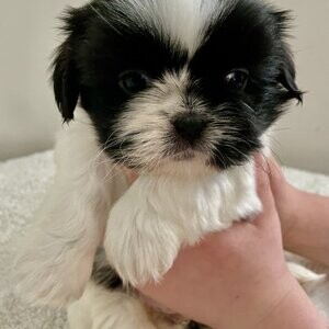 Beautiful Shihtzu Puppies | PostAds PH