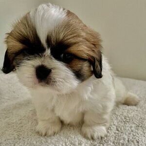 Beautiful KC Shihtzu Puppies | PostAds PH