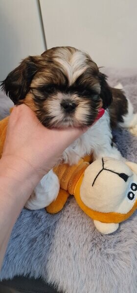 Shih tzu puppies Ready