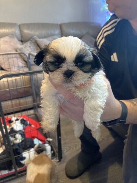 chunky Shih tzu puppies