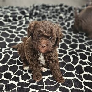clear maltipoo babies | PostAds PH