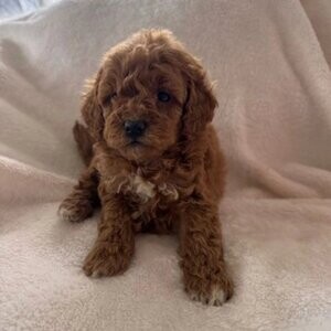 Red maltipoo | PostAds PH