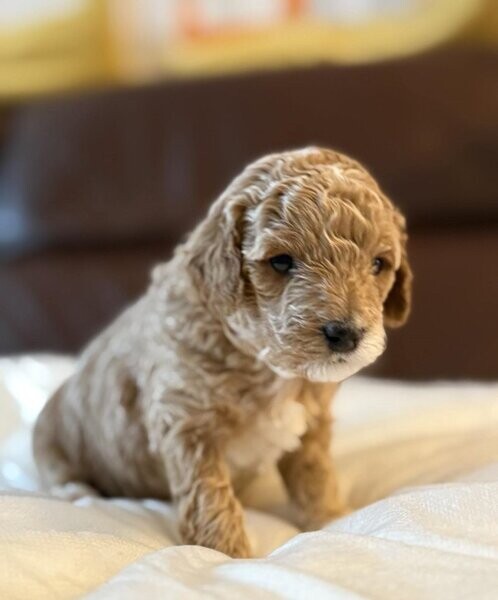 adorable Maltipoo