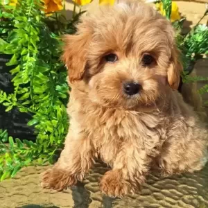 Maltipoo KC Registered | PostAds PH