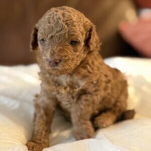 Maltipoo babies | PostAds PH