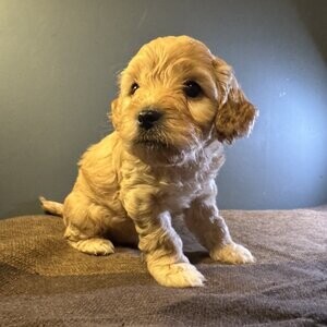 Cute Maltipoo | PostAds PH