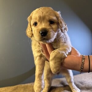 Maltipoo KC Cute | PostAds PH