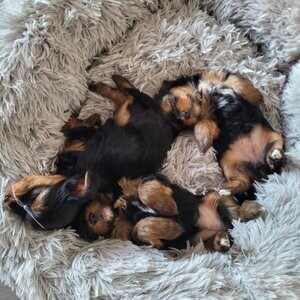 Yorkshire Terrier puppies | PostAds PH