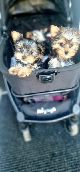 yorkies terriers