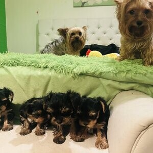 Yorkshire Terrier Small | PostAds PH