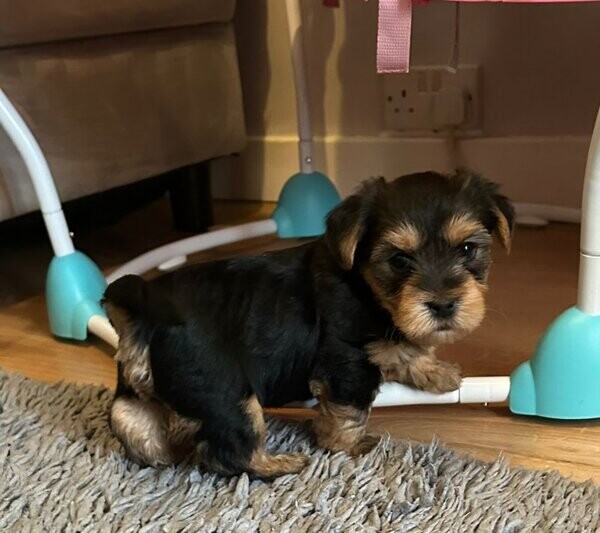 Yorkie pups