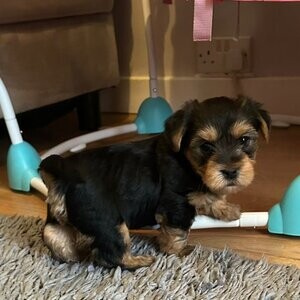 Yorkie pups | PostAds PH