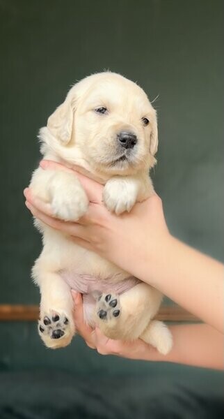 cream Golden Retriever 