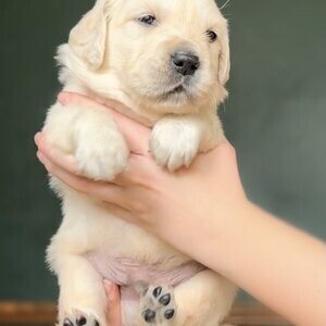 cream Golden Retriever | PostAds PH