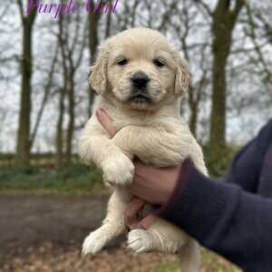 Adorable Golden Retriever Puppies | PostAds PH