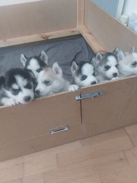 Siberian husky puppies.