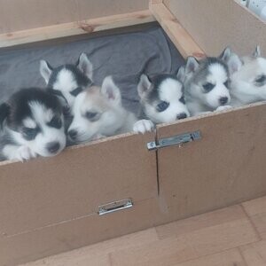 Siberian husky puppies. | PostAds PH