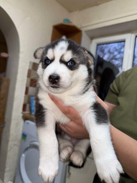 Siberian husky pupp