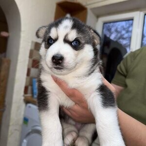 Siberian husky puppie | PostAds PH